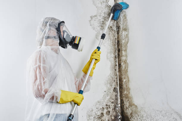Best Commercial Mold Removal  in Chalfont, PA