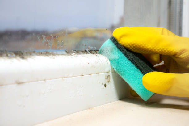 Best Emergency Mold Removal  in Chalfont, PA