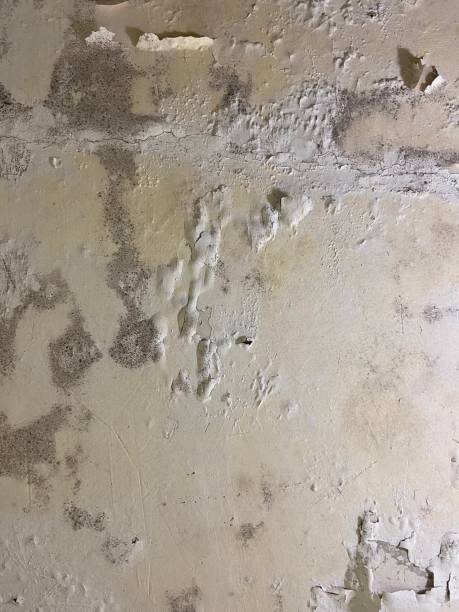 Best Certified Mold Removal  in Chalfont, PA