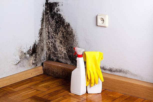 Best Certified Mold Removal  in Chalfont, PA
