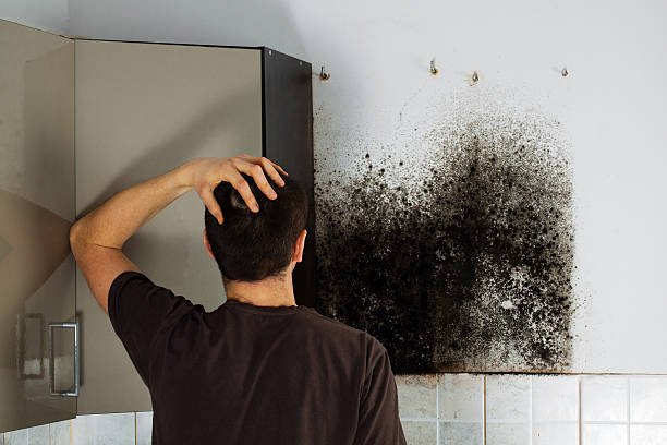 Best Local Mold Removal Service  in Chalfont, PA