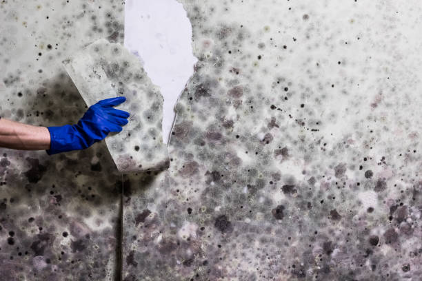 Best Mold Testing  in Chalfont, PA