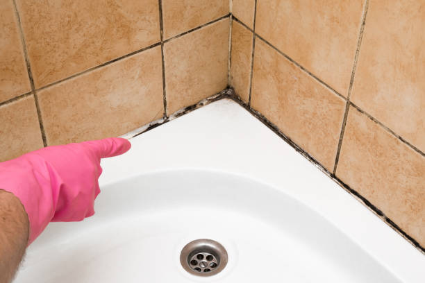Best Commercial Mold Removal  in Chalfont, PA